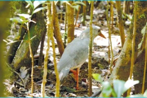 900 individus  en 2017 !