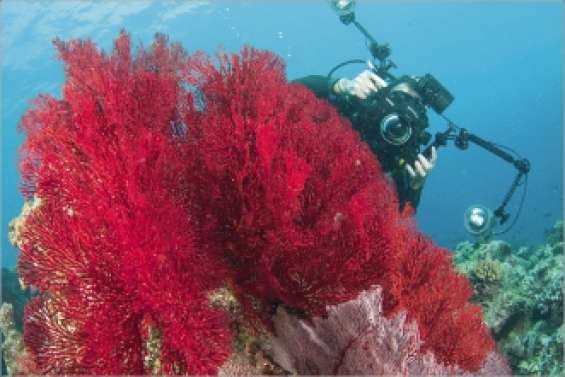 Les richesses du lagon immortalisées