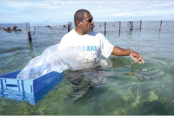 Les holothuries s'installent