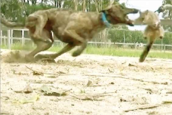 Les courses de lévriers dans le collimateur