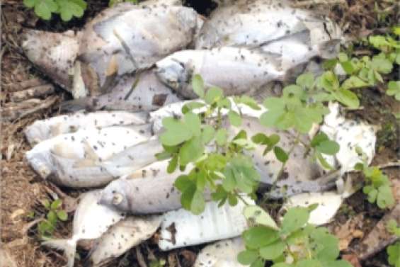 Un gâchis  pestilentiel