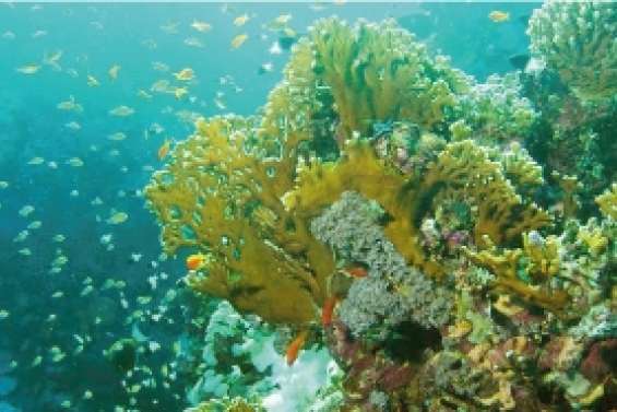 Le corail mange le plastique