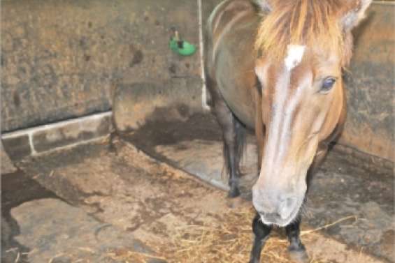 Le poney de La Cravache va bien