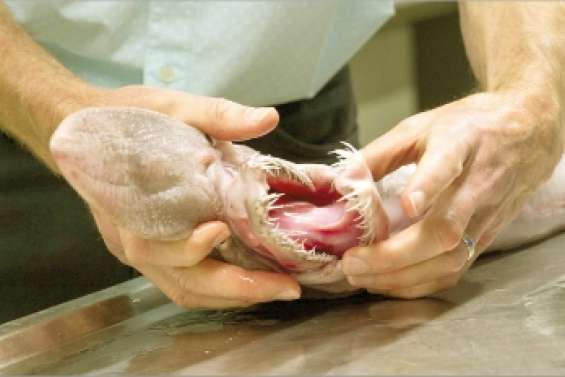 Pêche surprise au large