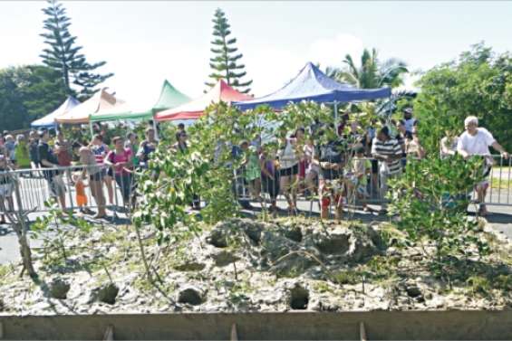 Les crabes se font désirer
