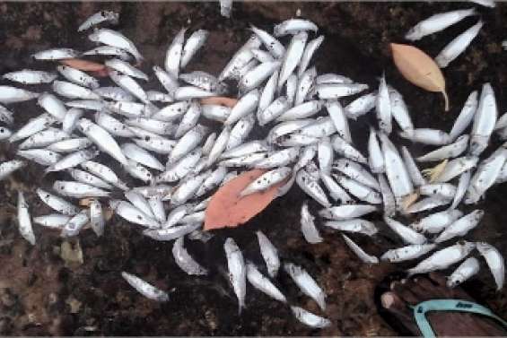 Les analyses ne donnent rien