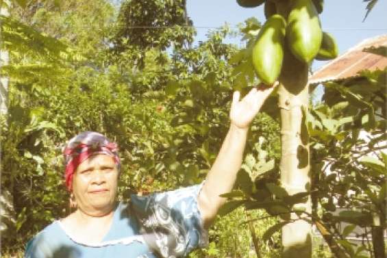 Un papayer hybride  et hermaphrodite