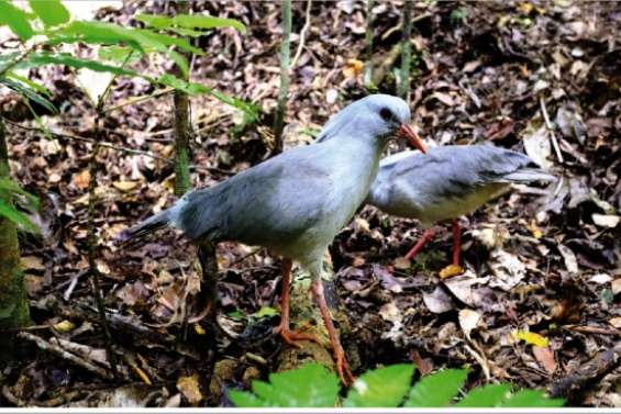 Cagous à gogo à la rivière Bleue