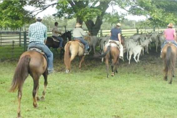 L'équitation de travail à découvrir