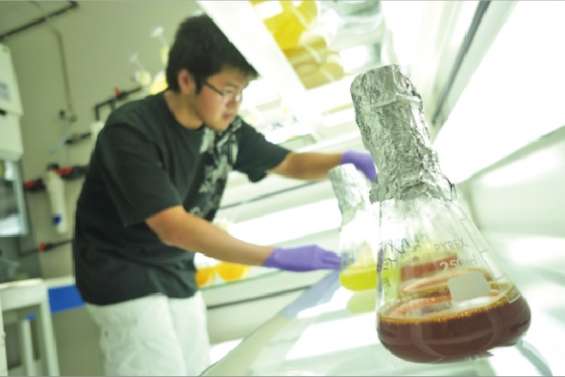 Bonnes petites algues