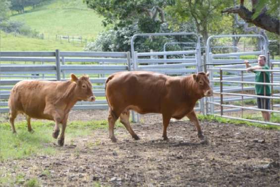 Enchères  et en cornes