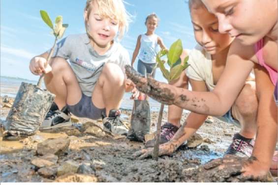 Une nouvelle mangrove