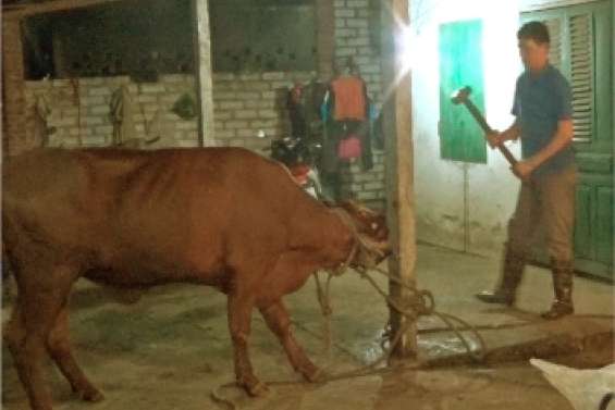 On achève mal les bœufs