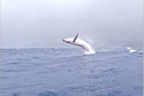 Observer et protéger