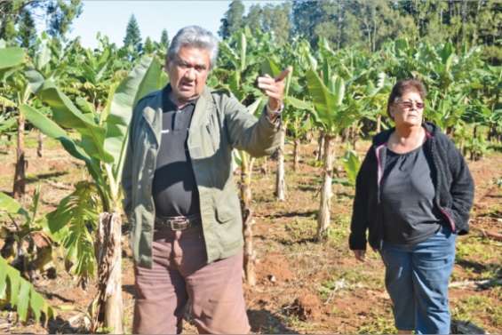 Ces producteurs ont la banane