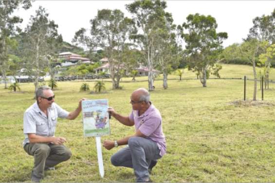 Savannah se dynamise