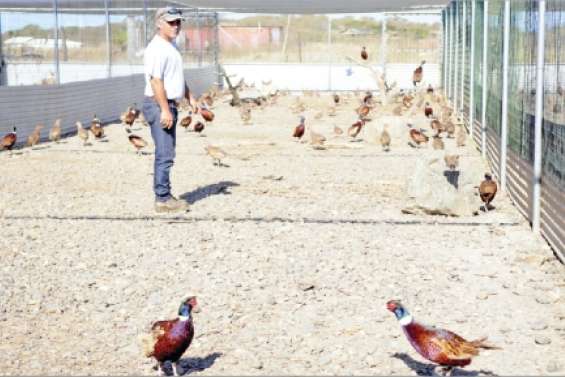 Du gibier qui s'expose