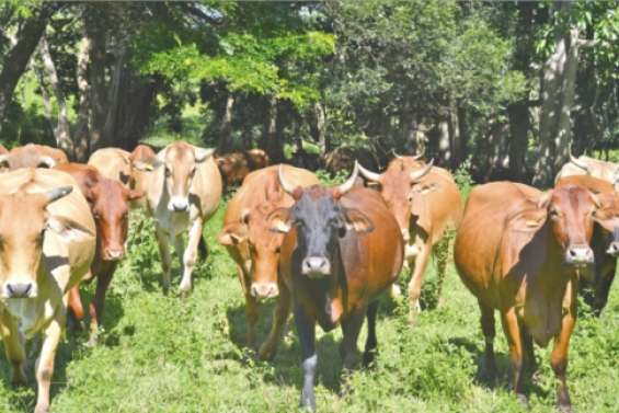 Génétique, l'arme anti-tique