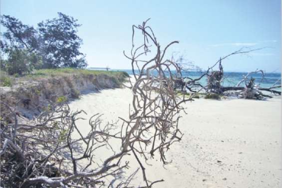 Des îlots comme laboratoire