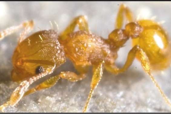 Coûteux envahisseurs