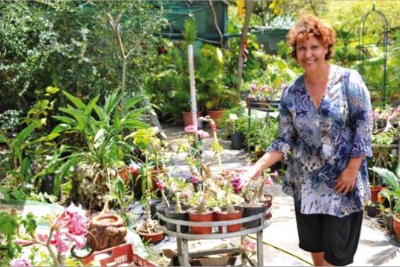 Les adeniums de Marie-Line