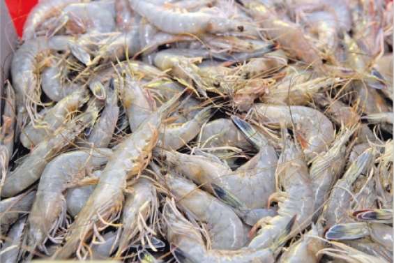 La filière à la relance