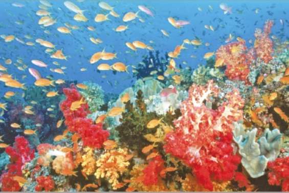 La crème solaire tue