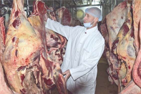 Des carcasses à admirer