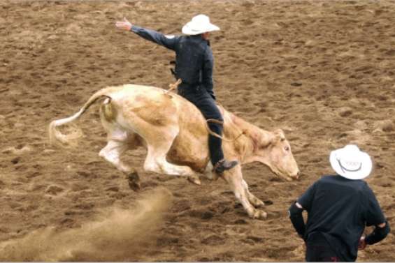 Fête du bœuf : le programme