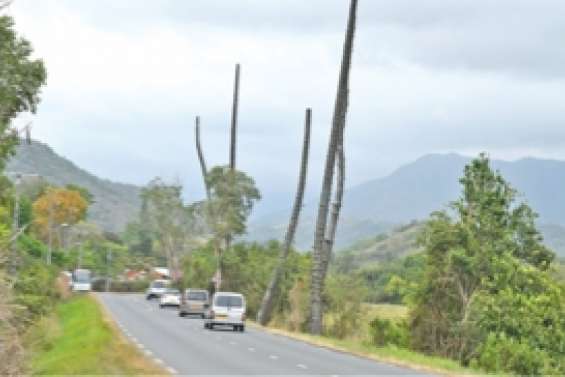 Les géants verts ne sont plus