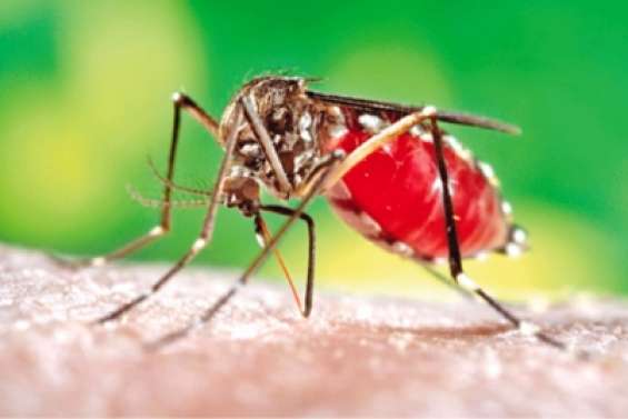 Cibler le « talon d'Achille » de ce gênant piqueur