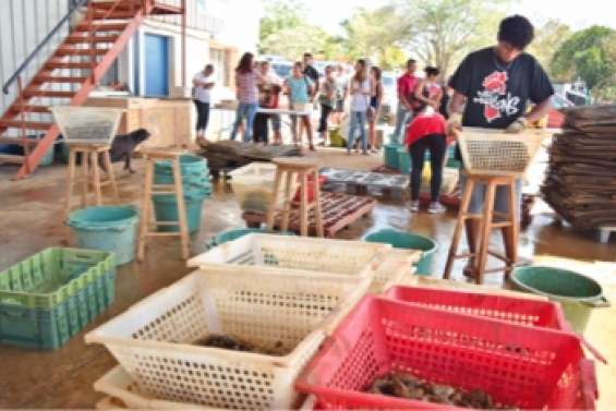 Les huîtres vendues en direct  à Nakutakoin ont attiré du monde