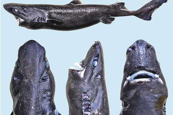 La famille des requins « s'agrandit »