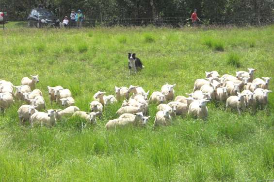 Des Border Collie bien confirmés