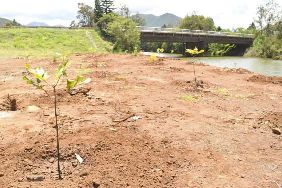 Nouvelles essences à La Coulée