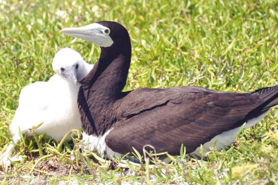 Cinq îlots strictement réservés aux oiseaux