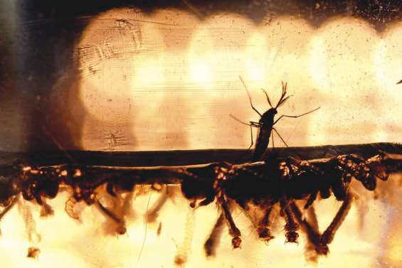 Epidémie de Zika : l'expertise du Caillou sollicitée