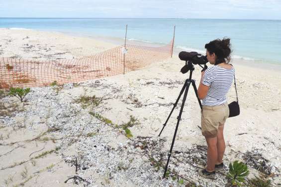 Les jumelles braquées  sur les sternes néréis