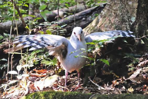 La SCO recense les cagous : aidez-la !