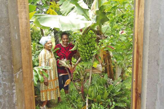 Insolite : un bananier à la hauteur