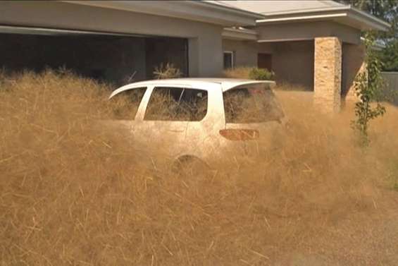 Panique poilue à Wangaratta