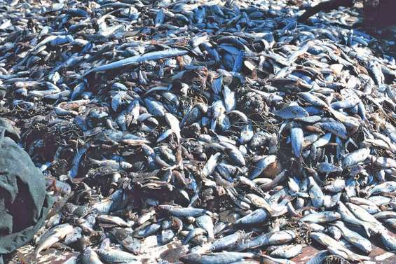 Des milliers de poissons morts sur les côtes