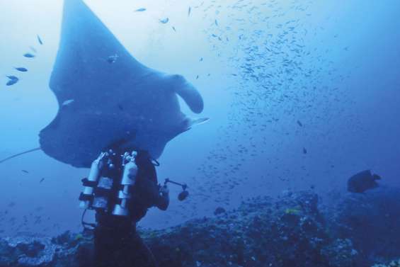 Les récifs coralliens  du Caillou : un trésor
