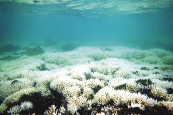 Alerte au blanchissement massif du corail