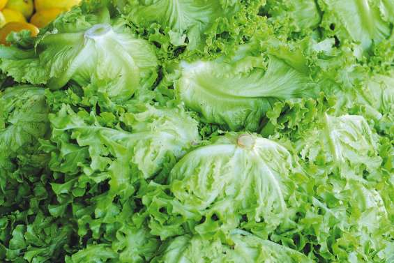 Appel à la vigilance sur le prix des salades