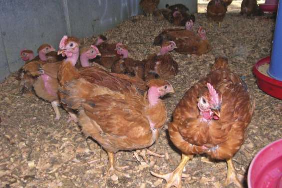 La province donne des garanties aux éleveurs