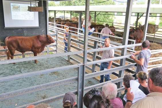 Les enchères grimpent haut sur les taureaux