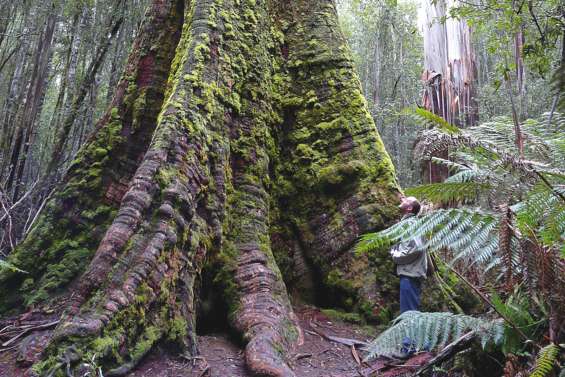 Les forêts de Tasmanie épargnées, mais…