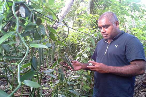 Trois mois au compte-gousses dans les Loyauté