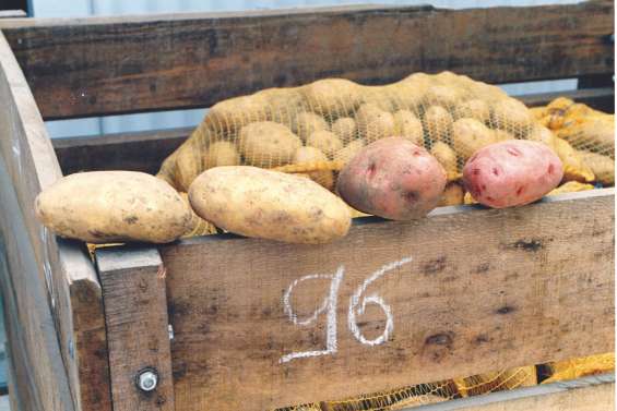 Les maraîchers se tournent vers la pomme de terre française